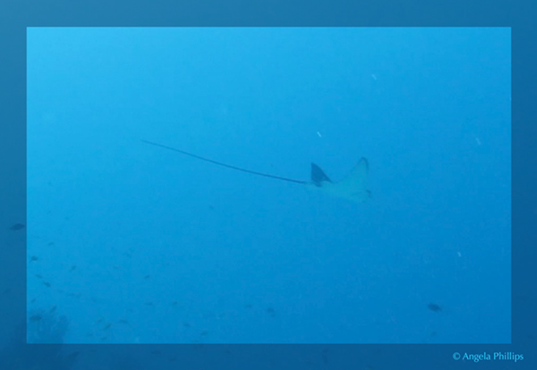 Eagle Ray Angela