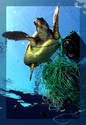 Turtle in net