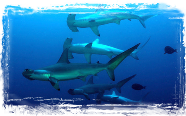 Hammerhead sharks