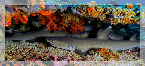 Ocean View Indonesian Paradise May 2022 Bangka sharks