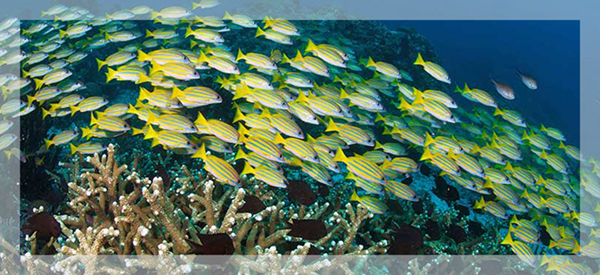 Ocean View Indonesian Paradise May 2022 Snapper