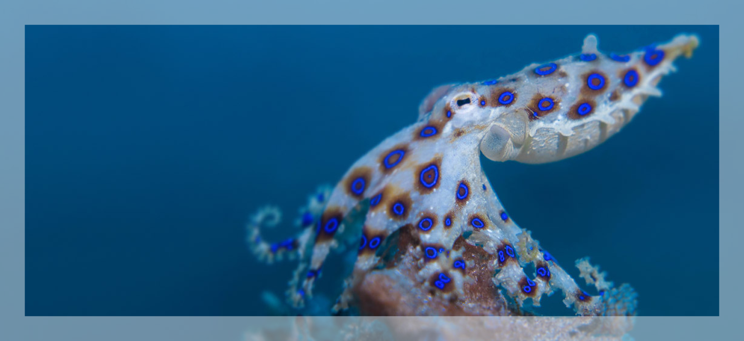 Ocean View Indonesian Paradise Blue Ring Octopus