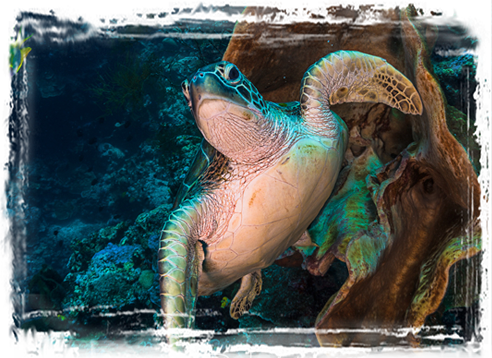 Robs Turtle
