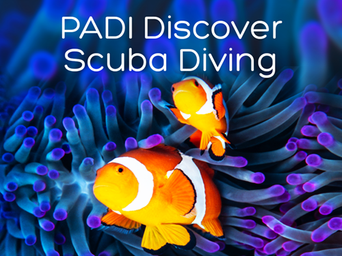 Discover Scuba Clown Fish purple