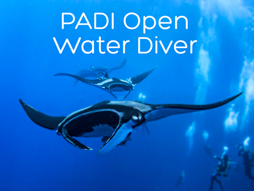 Open Water Diver Mantas