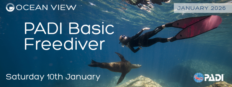 01 Basic Freediver Web Slide January 2026