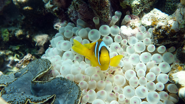 Red Sea nemo