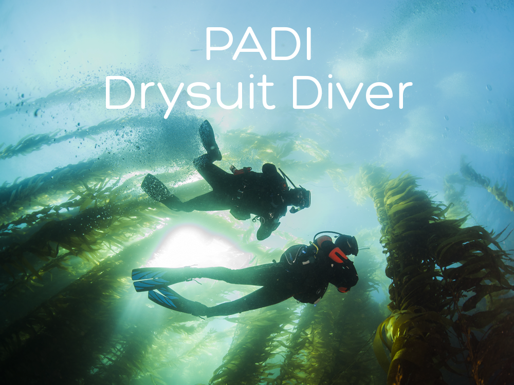 Drysuit Divers in Kelp