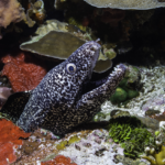 Paralenz Vaquita ©Alex St Jeen