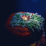 Paralenz Vaquita ©Alfred Minaar