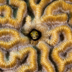 Frogfish Photography ©