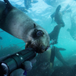 Paralenz Vaquita Sealion action
